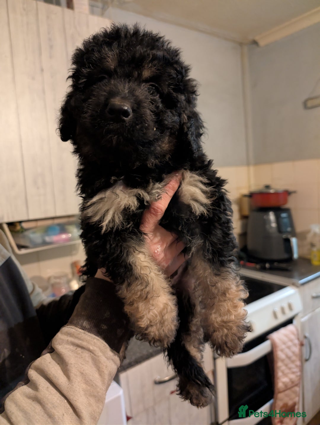 Mixed Breed dogs for sale: Beautiful German shepherd X sproodle pups - Advert 7