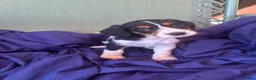 Jack Russell dogs for sale: Beautiful jack russell puppies ready now - Advert 24
