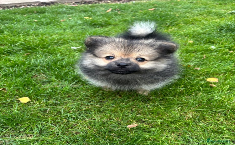Pomeranian dogs - Advert 11