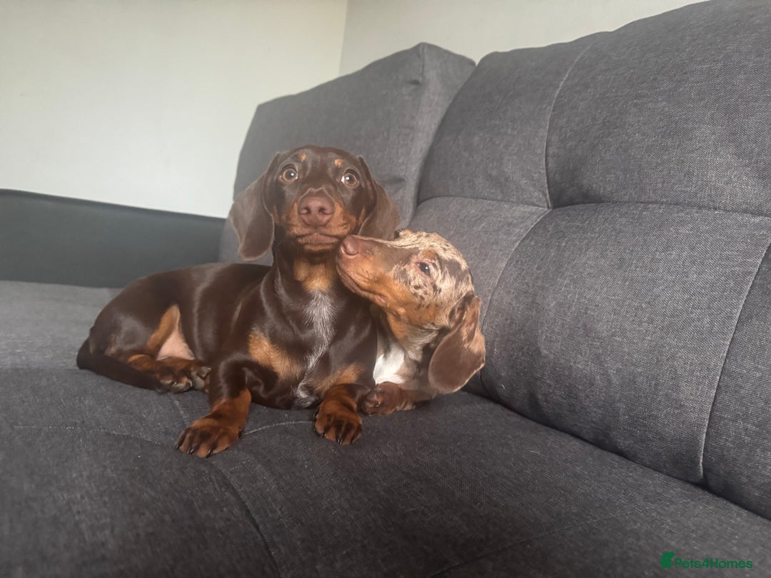 Dachshund dogs for sale: Rehoming two sisters, need to go to the same home - Image 6