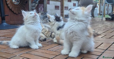 Mixed Breed cats - Advert 7