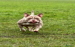 American Bully dogs for sale: American Pocket Bully - Image 3