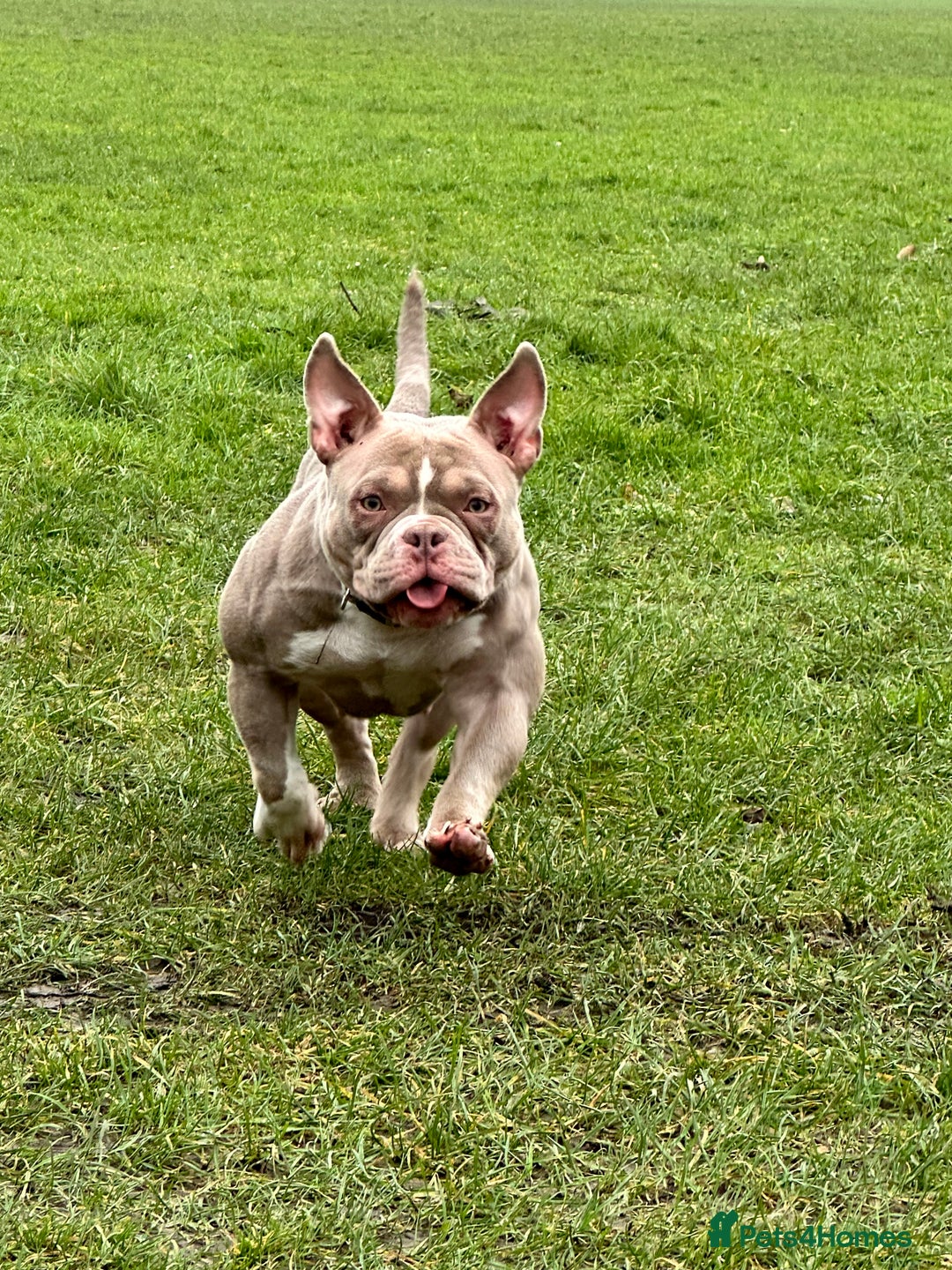 American Bully dogs for sale: American Pocket Bully - Image 3