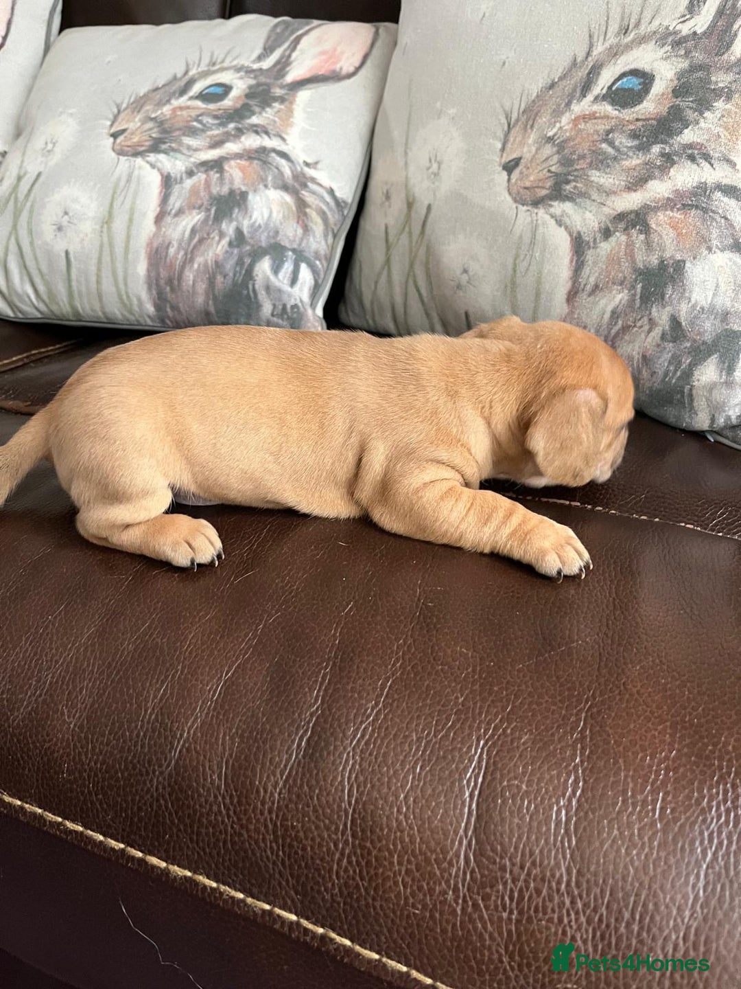 Mixed Breed dogs for sale: French wieners - Image 25