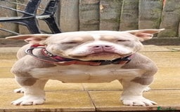 American Bully dogs for sale: Pocket bully female in Milton Keynes - Image 3