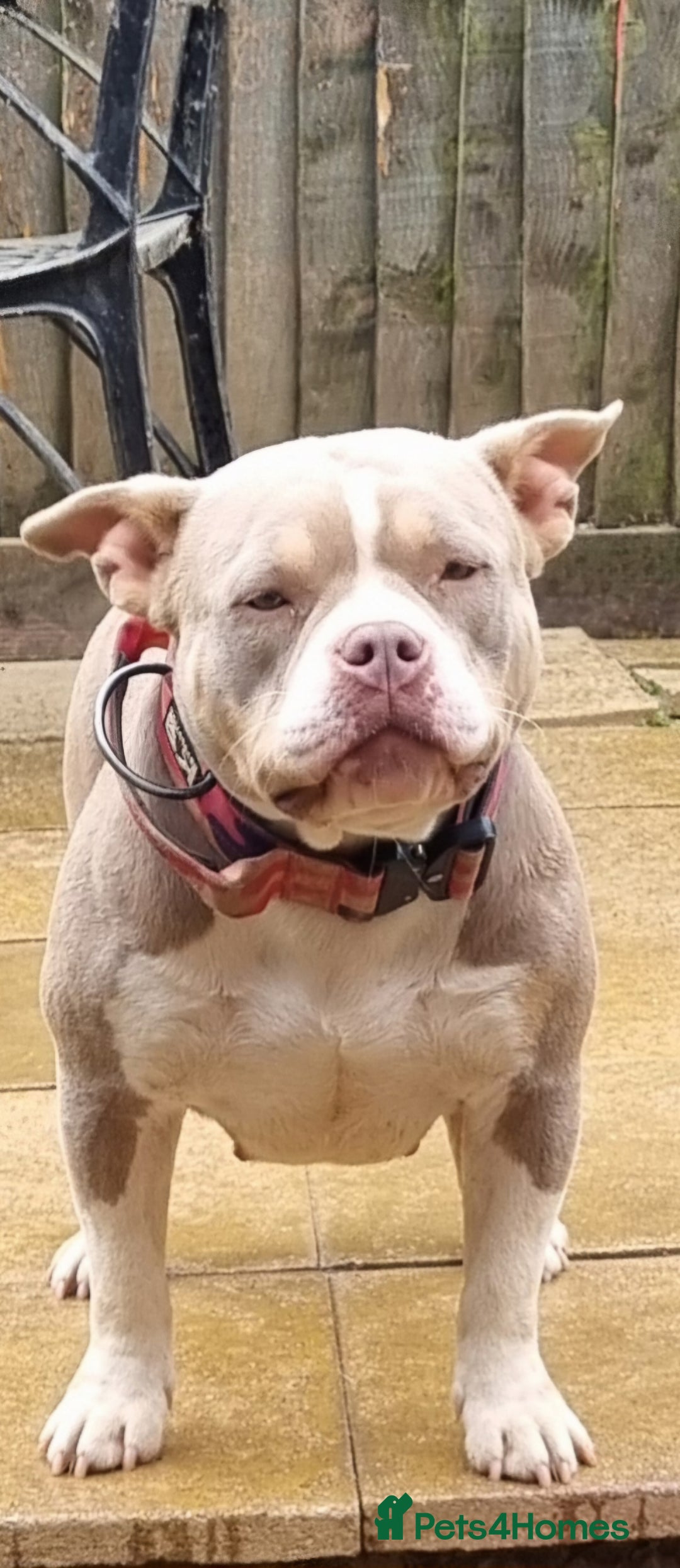 American Bully dogs for sale: Pocket bully female in Milton Keynes - Image 3