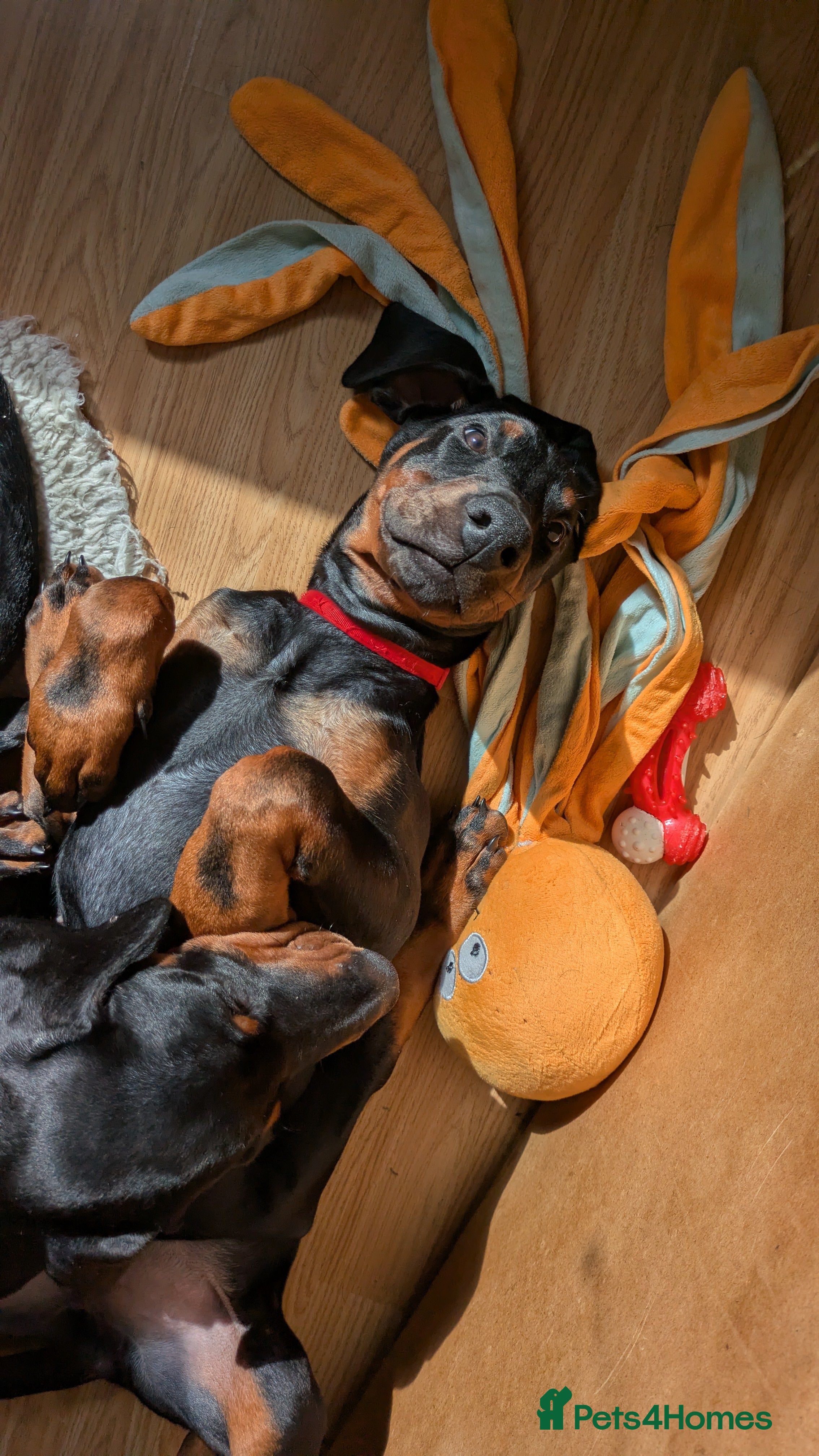 Dobermann dogs Ready today for new homes!!! 3boys left🐕 - Advert 2