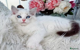 Ragdoll cats for sale: Beautiful,affectionate ragdoll ready for their 🏡 - Image 9
