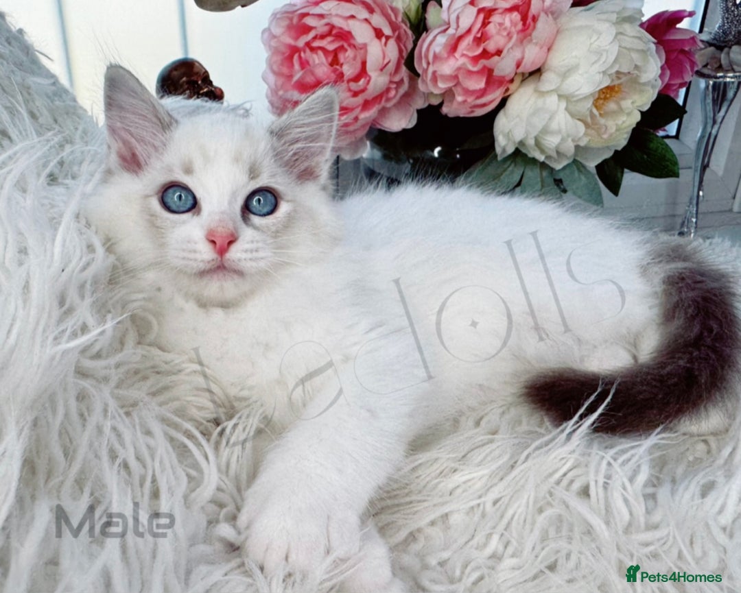 Ragdoll cats for sale: Beautiful,affectionate ragdoll ready for their 🏡 - Image 9