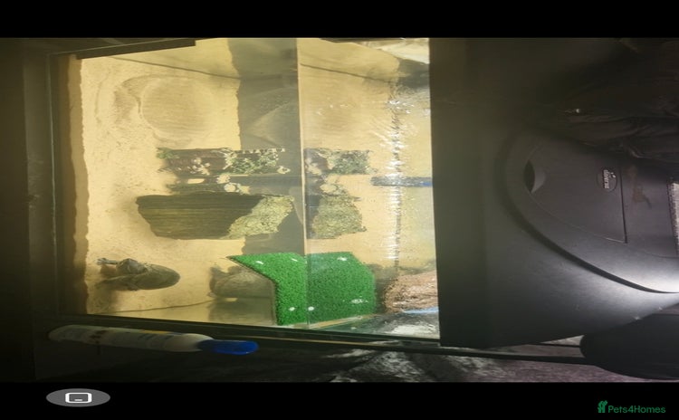 Turtle reptiles - Advert 1