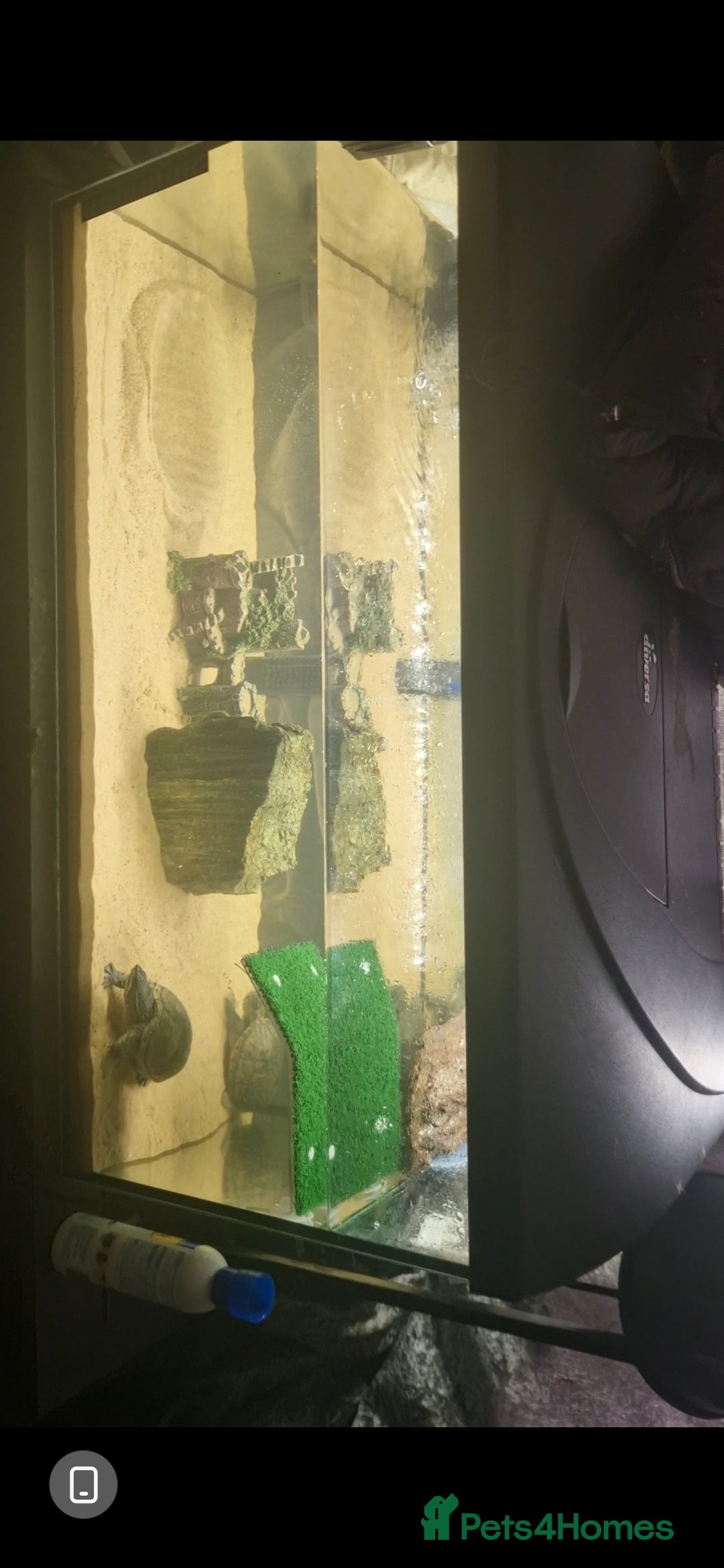 Turtle reptiles for sale: 2 musk turtle full set up  - Image 1