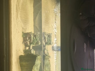 Turtle reptiles - Advert 1