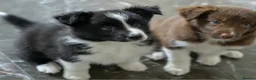 Border Collie dogs for sale: Border collie pups  - Advert 3