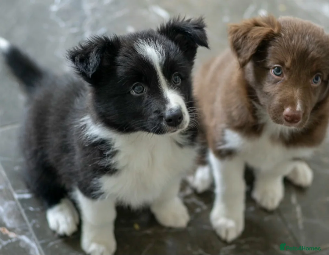 Border Collie dogs for sale: Border collie pups  - Advert 3