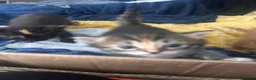 Mixed Breed cats for sale: Kittens for sale - Advert 8