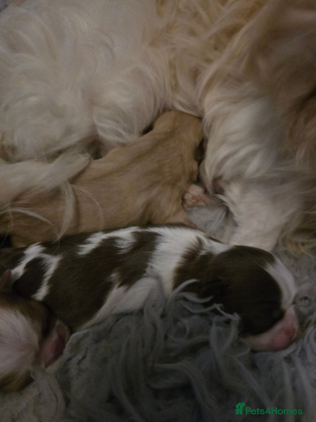 Shih Tzu dogs for sale: Stunning  shihtzus  puppies  4 girls 1 boy - Advert 2