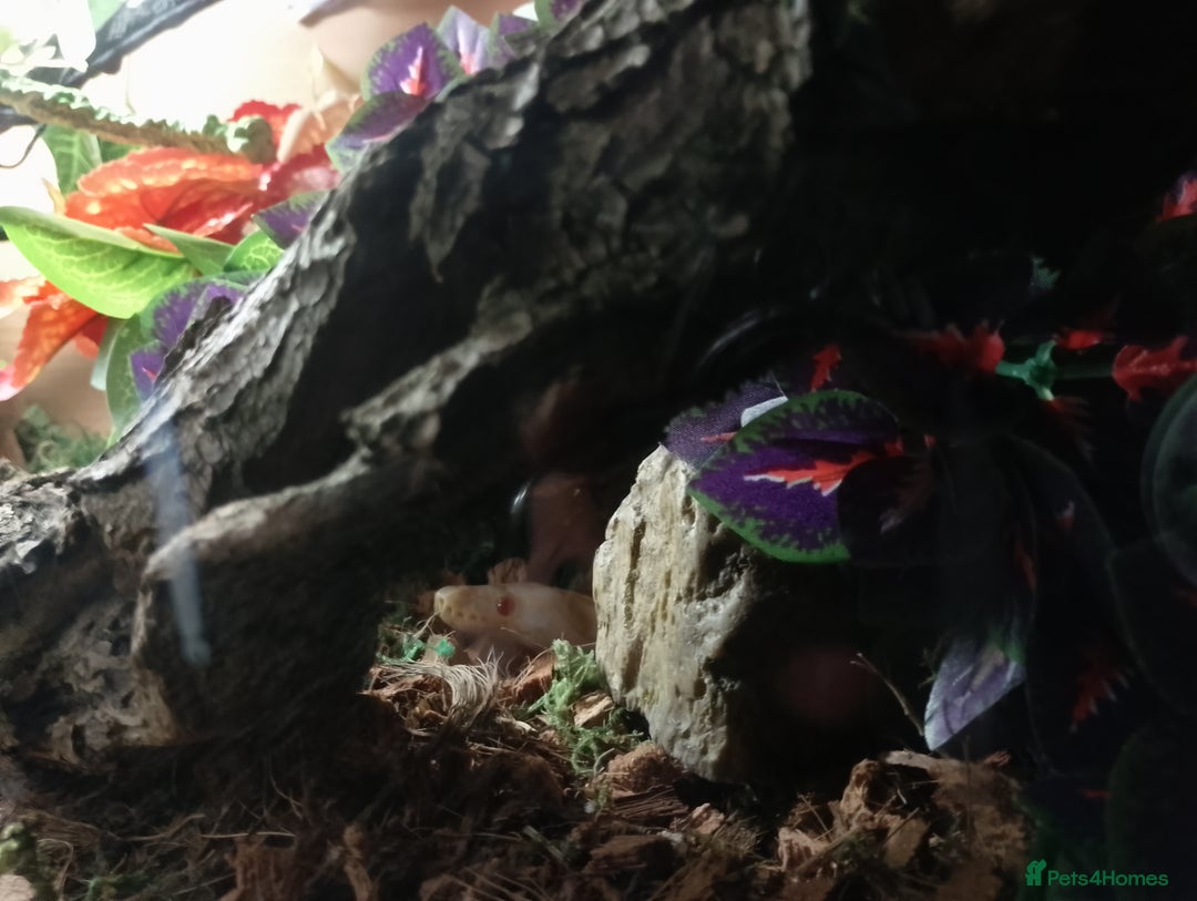 Python Snake reptiles for sale: Beautiful Albino Ball Python  - Advert 4