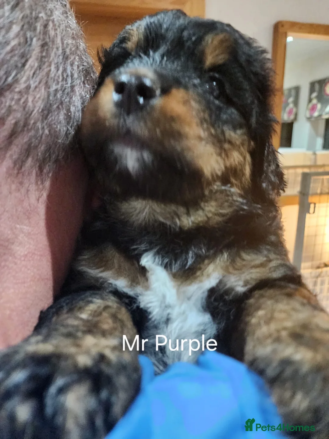 Bernedoodle dogs for sale: Gorgeous Bernedoodle pupd in Ballyclare - Advert 6
