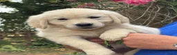 Golden Retriever dogs for sale: ⭐️ KC health tested golden retrievers ⭐️ - Advert 6