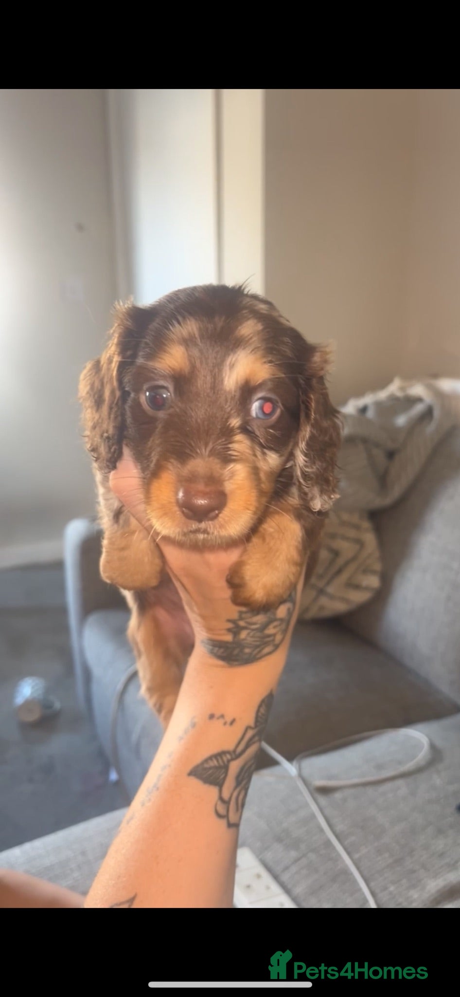 Dachshund dogs Dachshund puppies  - Advert 18