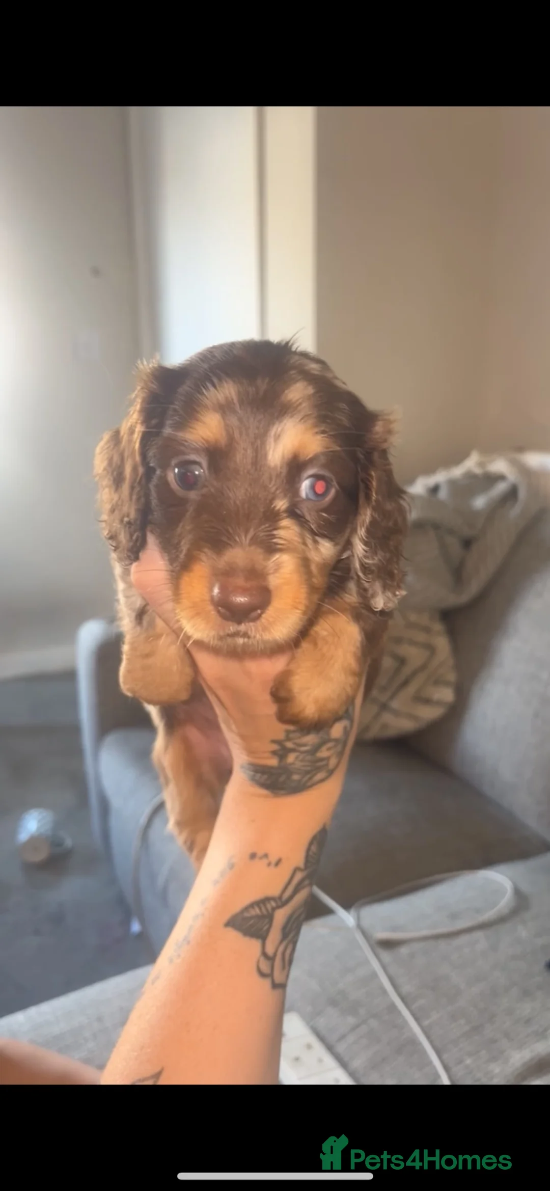Dachshund dogs for sale: Dachshund puppies  - Advert 2
