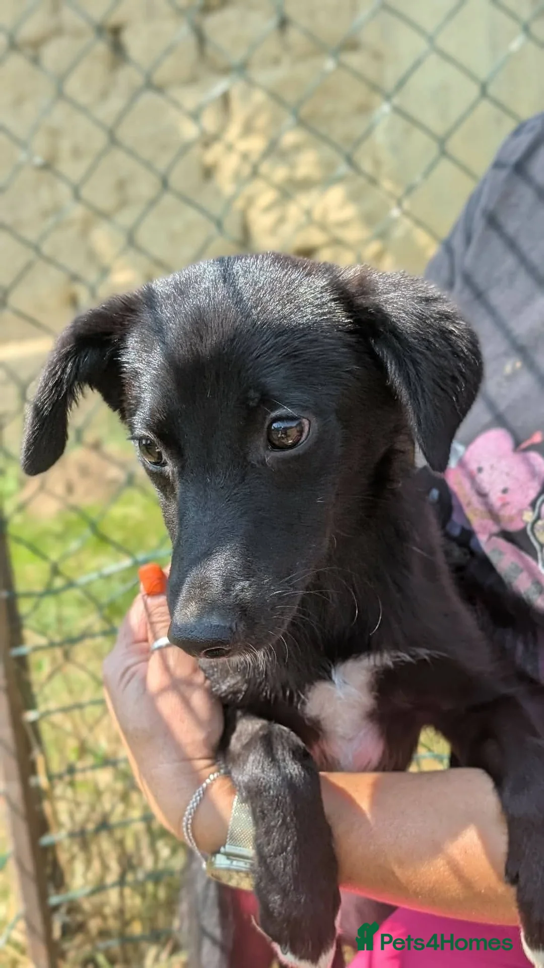 Mixed Breed dogs for adoption: Purple for adoption - Advert 1