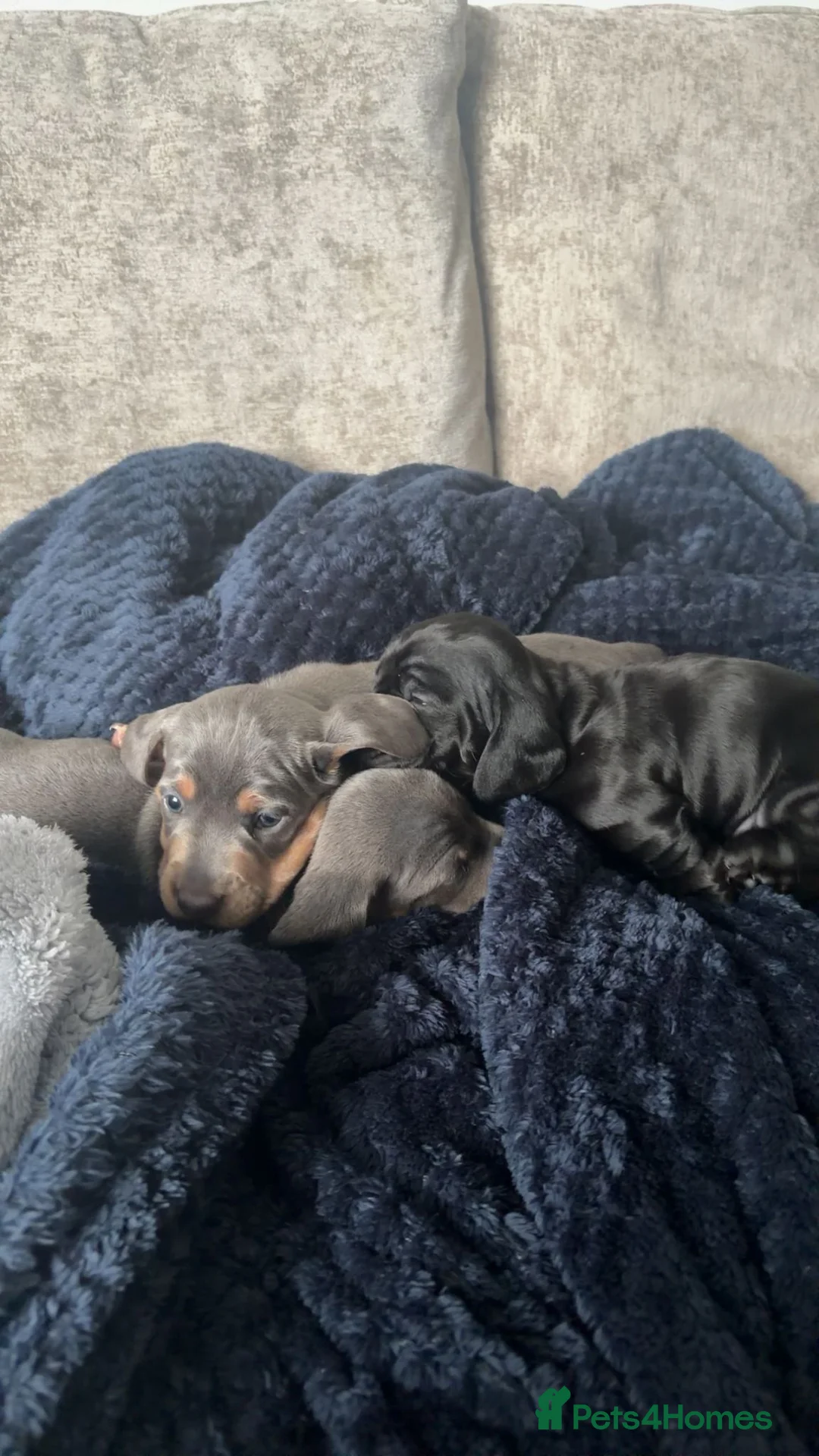 Miniature Dachshund dogs for sale:  Miniature Dachshund boys  - Advert 6
