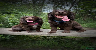 Cocker Spaniel dogs Beautiful Chocolate Working Cockers - Last 2 boys - Advert 3