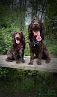 Cocker Spaniel dogs Beautiful Chocolate Working Cockers - Last 2 boys - Advert 3