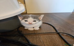 Mixed Breed cats for sale: 🐾 6 Adorable Kittens Looking for Loving Homes!  - Image 8