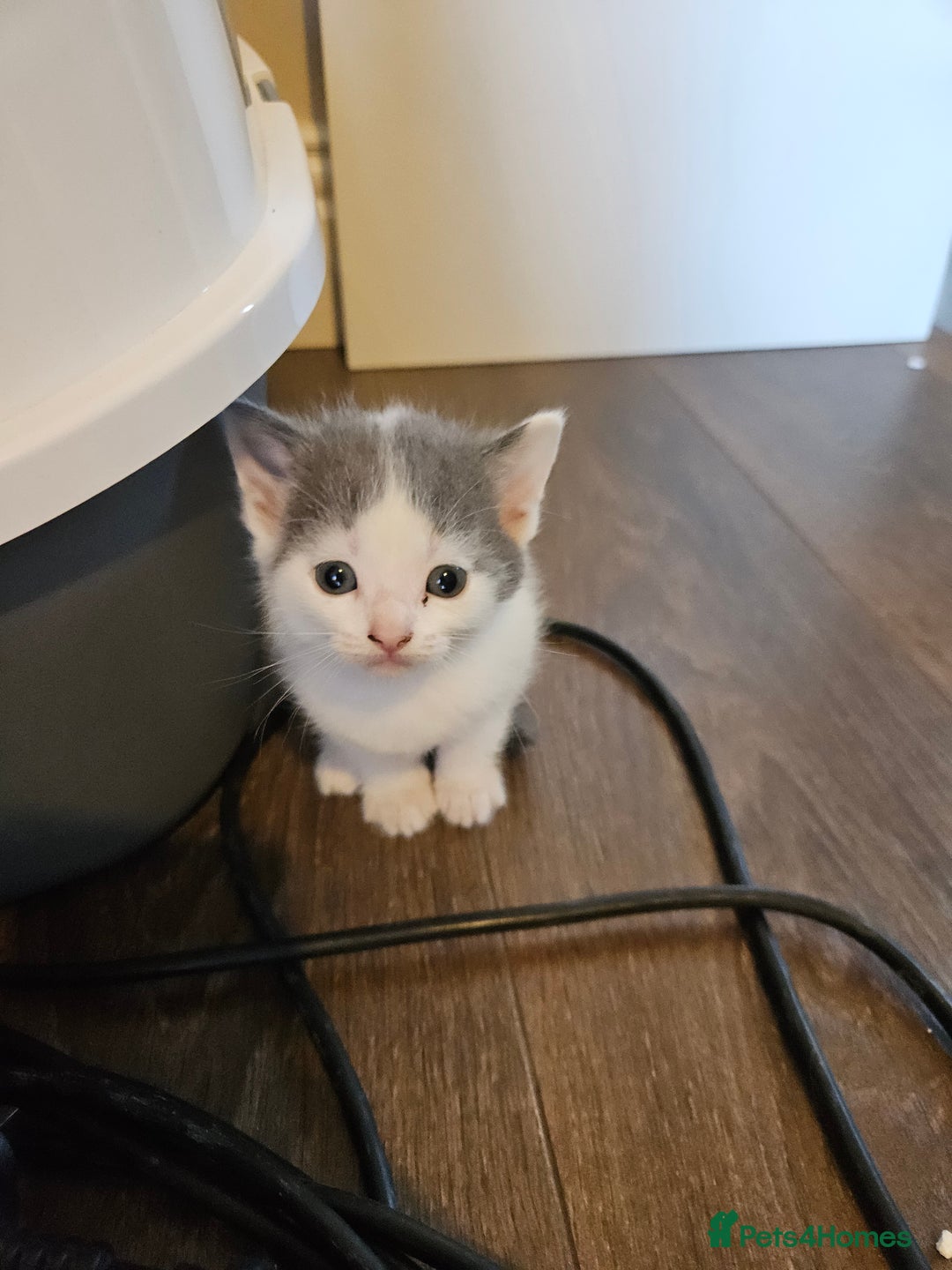 Mixed Breed cats for sale: 🐾 6 Adorable Kittens Looking for Loving Homes!  - Image 8