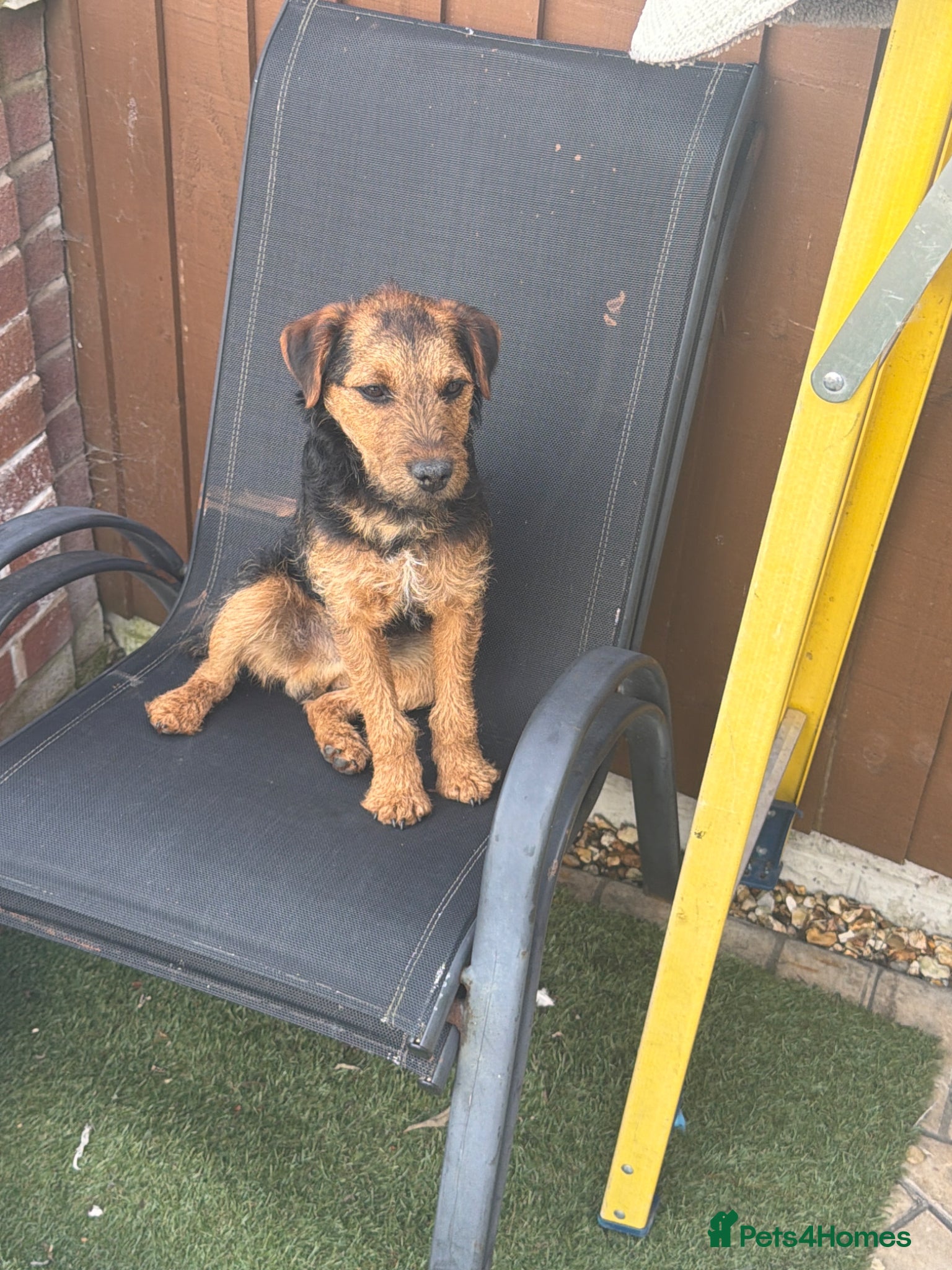 Mixed Breed dogs for sale: Border terrier - Advert 1