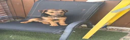Mixed Breed dogs for sale: Border terrier in Wigan - Advert 1