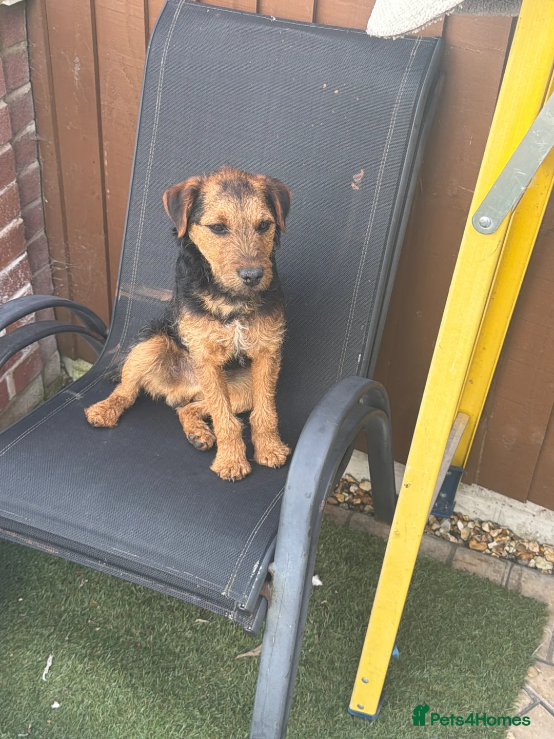 Mixed Breed dogs for sale: Border terrier in Wigan - Advert 1