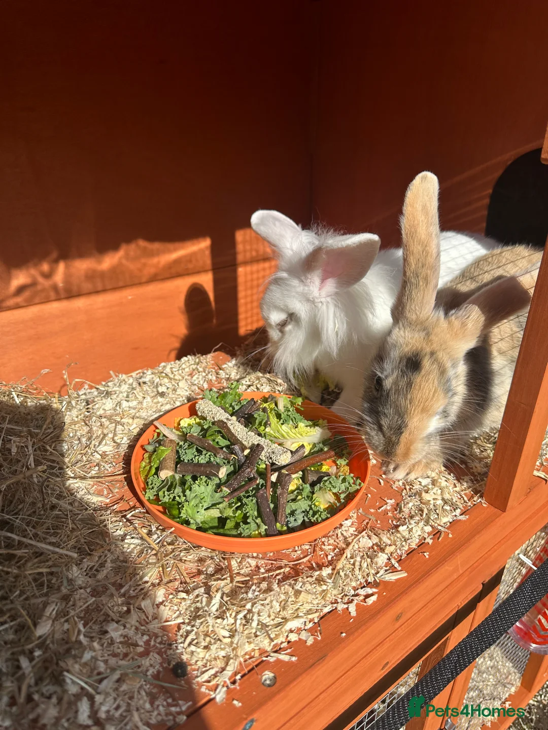 Mixed Breed rabbits for sale: 2 Rabbits for sale - Advert 2