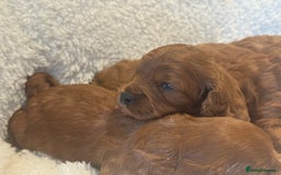 Cavapoo dogs for sale: F1 stunning red Cavapoo Girls  - Image 3
