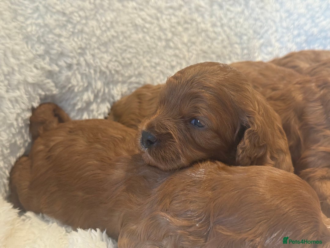 Cavapoo dogs for sale: F1 stunning red Cavapoo Girls  - Image 3