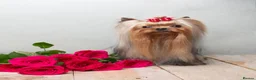 Yorkshire Terrier dogs for sale: Outstanding Show Quality RKC Registered Puppies - Advert 4