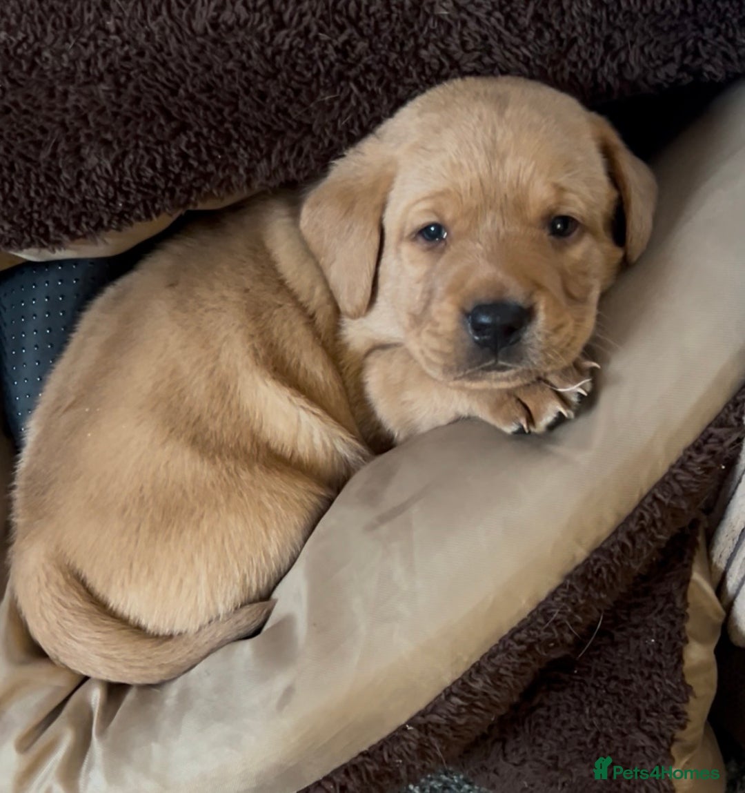 Labrador Retriever dogs for sale: Pure breed Labrador pups  - Advert 2