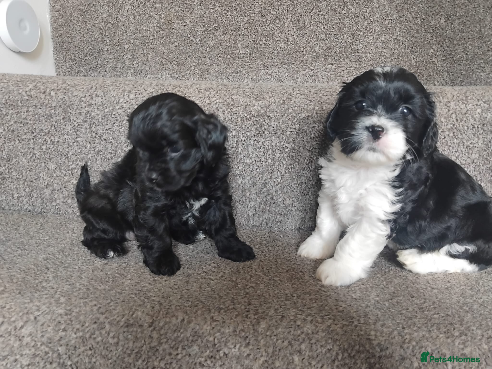 Mixed Breed dogs Lhasa apso - Advert 15