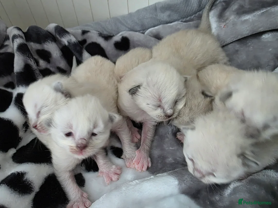 Ragdoll cats for sale:  Ragdoll Kittens♥️Reservation Open! 🐱❣️ - Advert 14