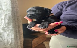 Mixed Breed dogs for sale: 🐾 German wirehaired pointer x Labrador 🐾  - Image 13