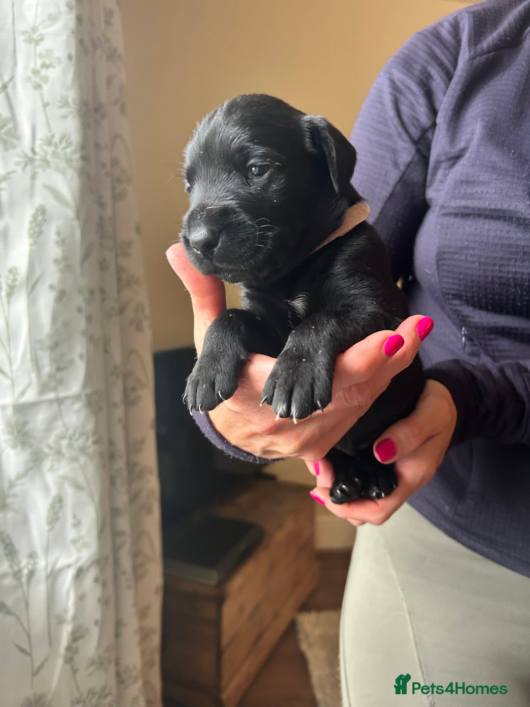 Mixed Breed dogs for sale: 🐾 German wirehaired pointer x Labrador 🐾  - Image 13