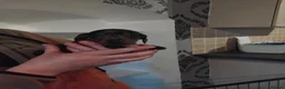 Miniature Dachshund dogs for sale: Kc reg miniature dashchund puppies  - Advert 11