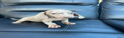 Dachshund dogs for sale: Mini silver/marble dachshunds  - Advert 5