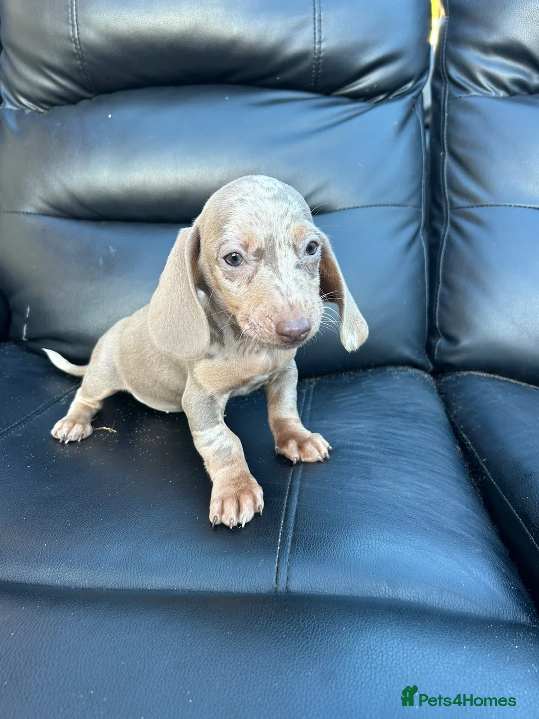 Dachshund dogs for sale: Mini silver/marble dachshunds  - Advert 5