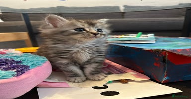 Mixed Breed cats - Advert 4