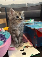 Mixed Breed cats - Advert 4