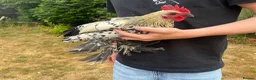 Chickens poultry for sale: 2 lovely sablepoot cockerels in Haywards Heath - Advert 3