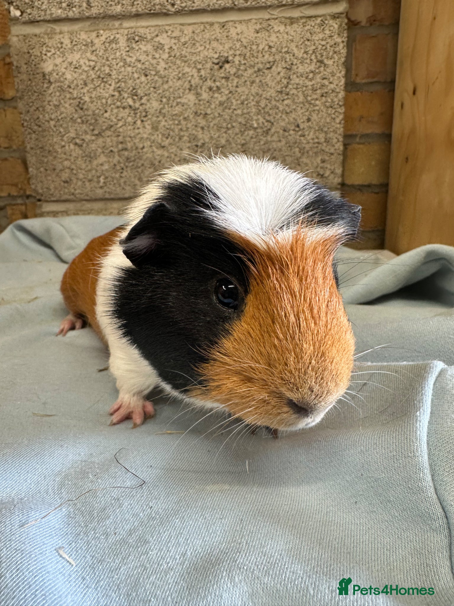 Guinea Pig rodents Male guinea pigs for sale  - Advert 1
